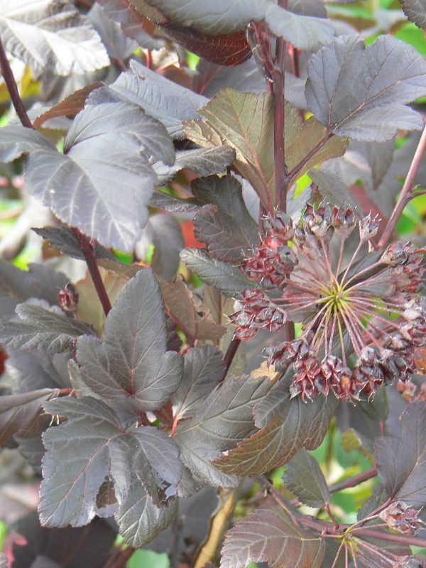 Physocarpus Diabolo