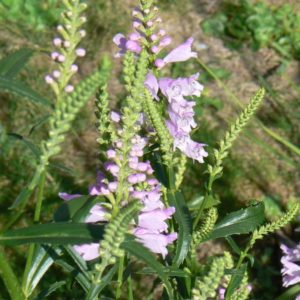 Physostegia