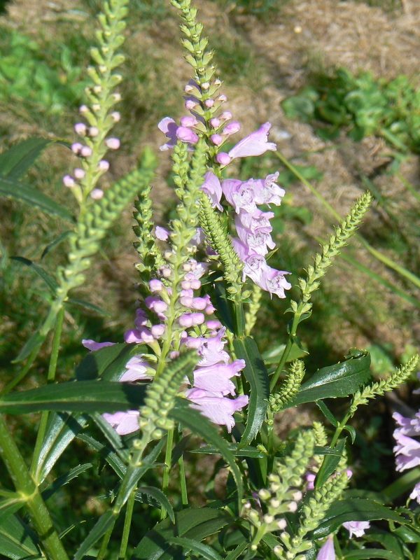 Physostegia