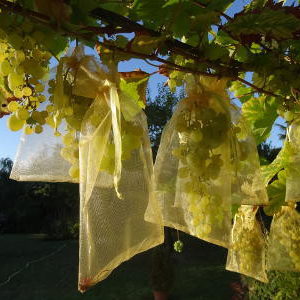 Pochette Protège Fruits