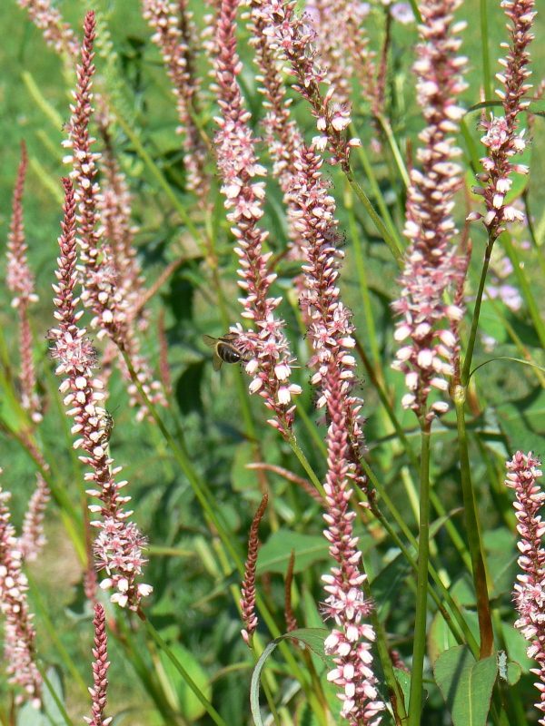 Polygonum Roseum Persicaire