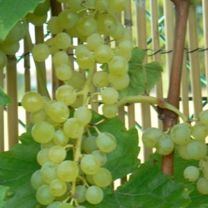 Raisin Muscat Blanc Bio