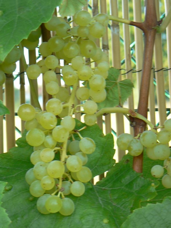 Raisin Muscat Blanc Bio