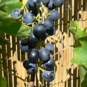 Raisin Muscat Bleu Bio