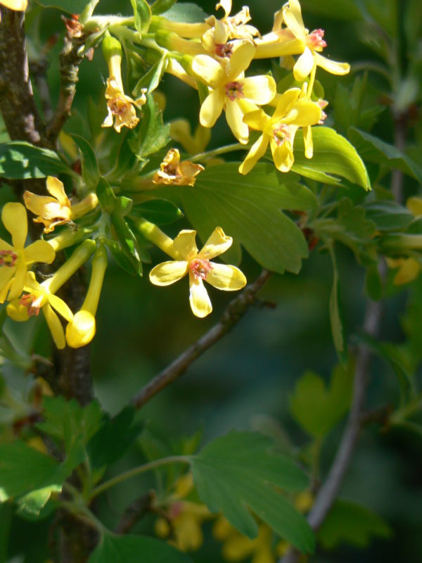 groseiller botanique bio ribes-aureum