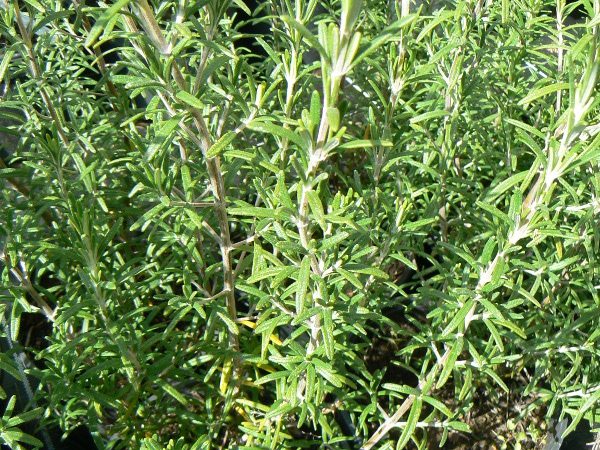 Romarin Officinale Bio