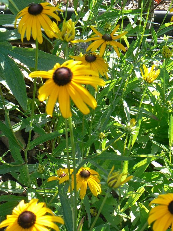 Rudbeckia Goldstrum