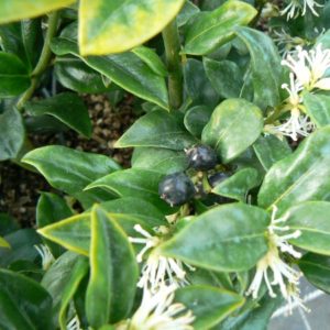 Sarcococca Humile