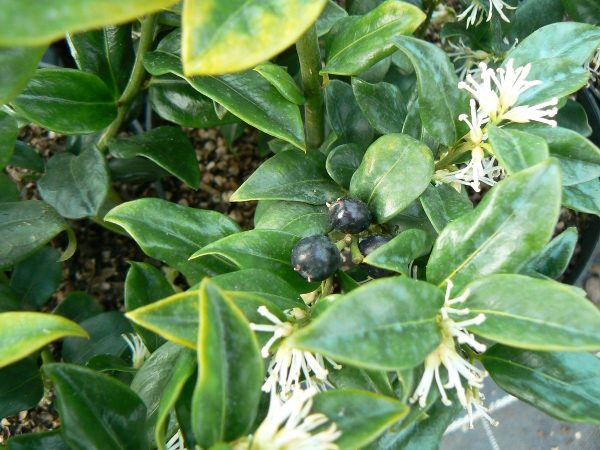 Sarcococca Humile