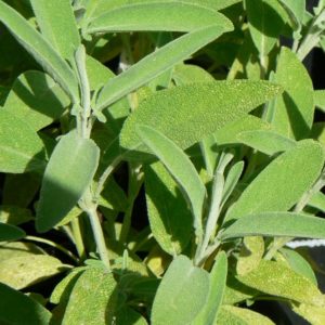 Sauge Officinale Bio