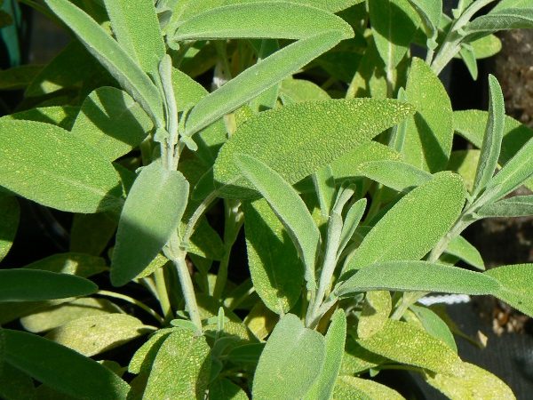 Sauge Officinale Bio