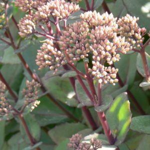 Sedum Pourpre