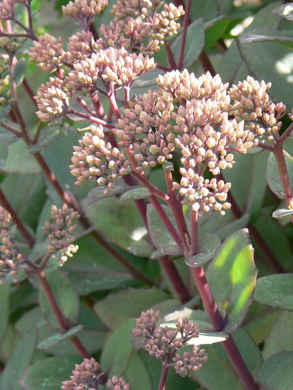 Sedum Pourpre