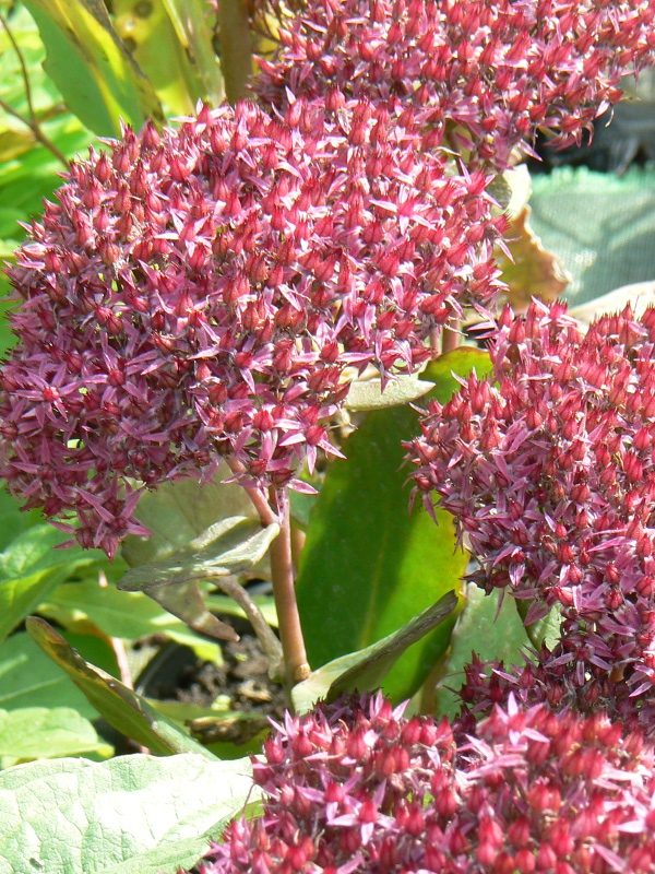 Sedum Mr Good Bud