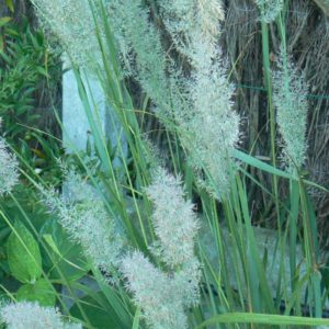 Stipa Brachitricha