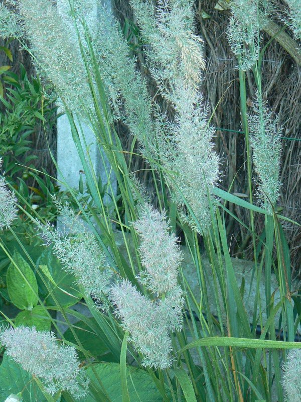 Stipa Brachitricha