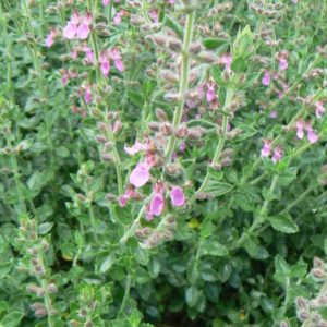 Teucrium Petite Germandrée