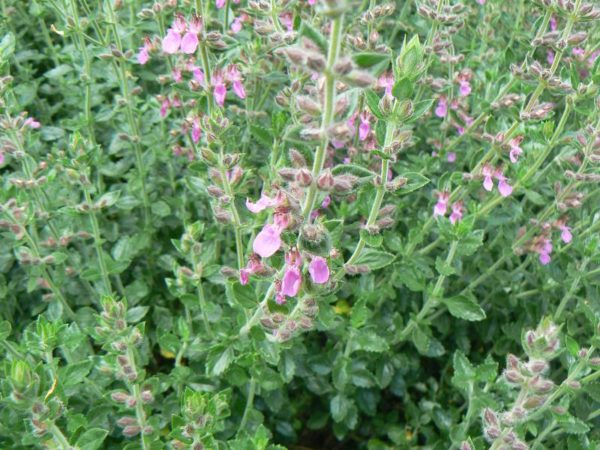 Teucrium Petite Germandrée