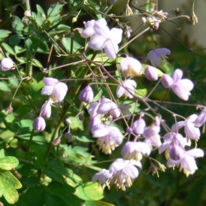 Pigamon Bleu Thalictrum Delavayi