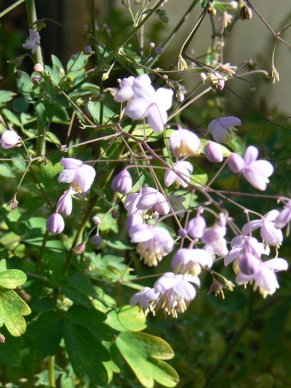 Pigamon Bleu Thalictrum Delavayi