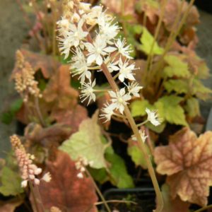 Tiarelle Cordifolia