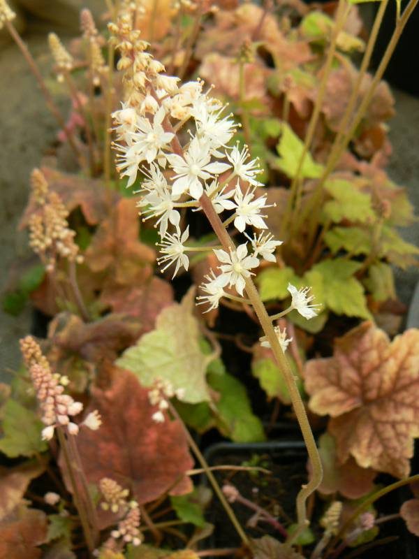 Tiarelle Cordifolia