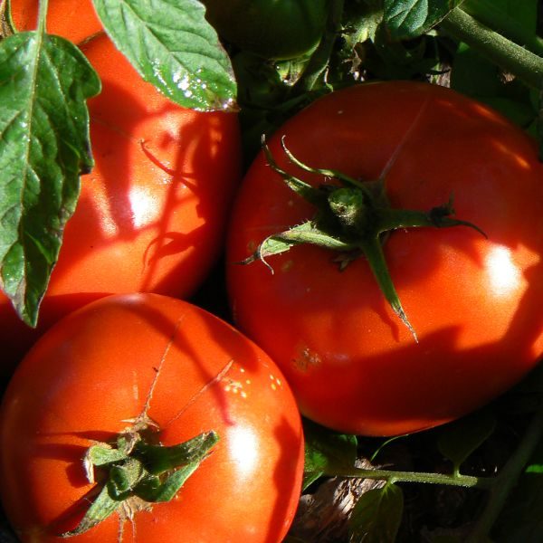 Tomate Amélioré de Monthléry Bio