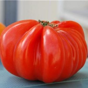 Tomate Beefsteak Bio