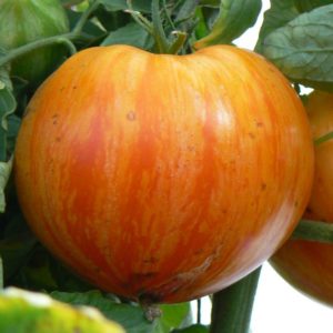 Tomate Marwel Stripped Bio
