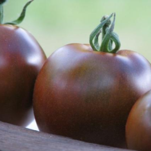 Tomate Noire de Crimée Bio