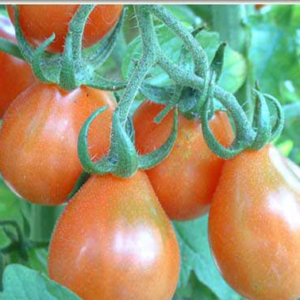 Tomate Poire Rouge Bio