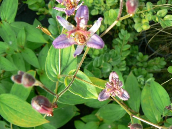 Tricyrtis Bleu