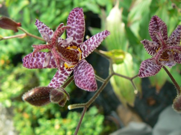 Tricyrtis Noir