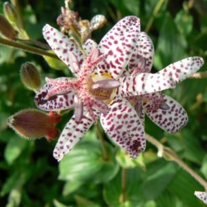 Tricyrtis du Japon