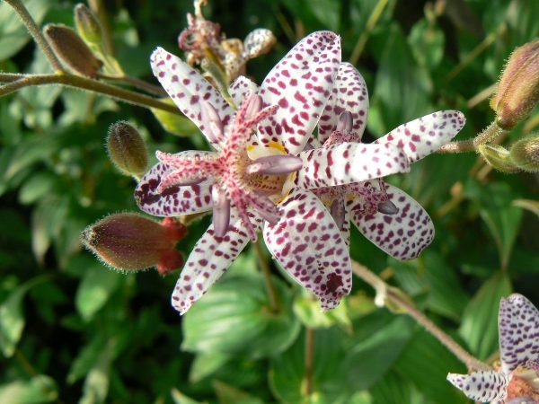 Tricyrtis du Japon - Les Jardins d'Ollivier