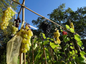 Vignes résistantes aux maladies