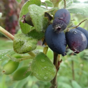 chevrefeuille-edulis-comestible bio