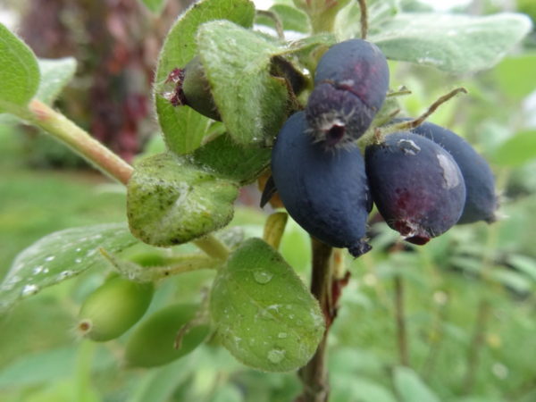 chevrefeuille-edulis-comestible bio