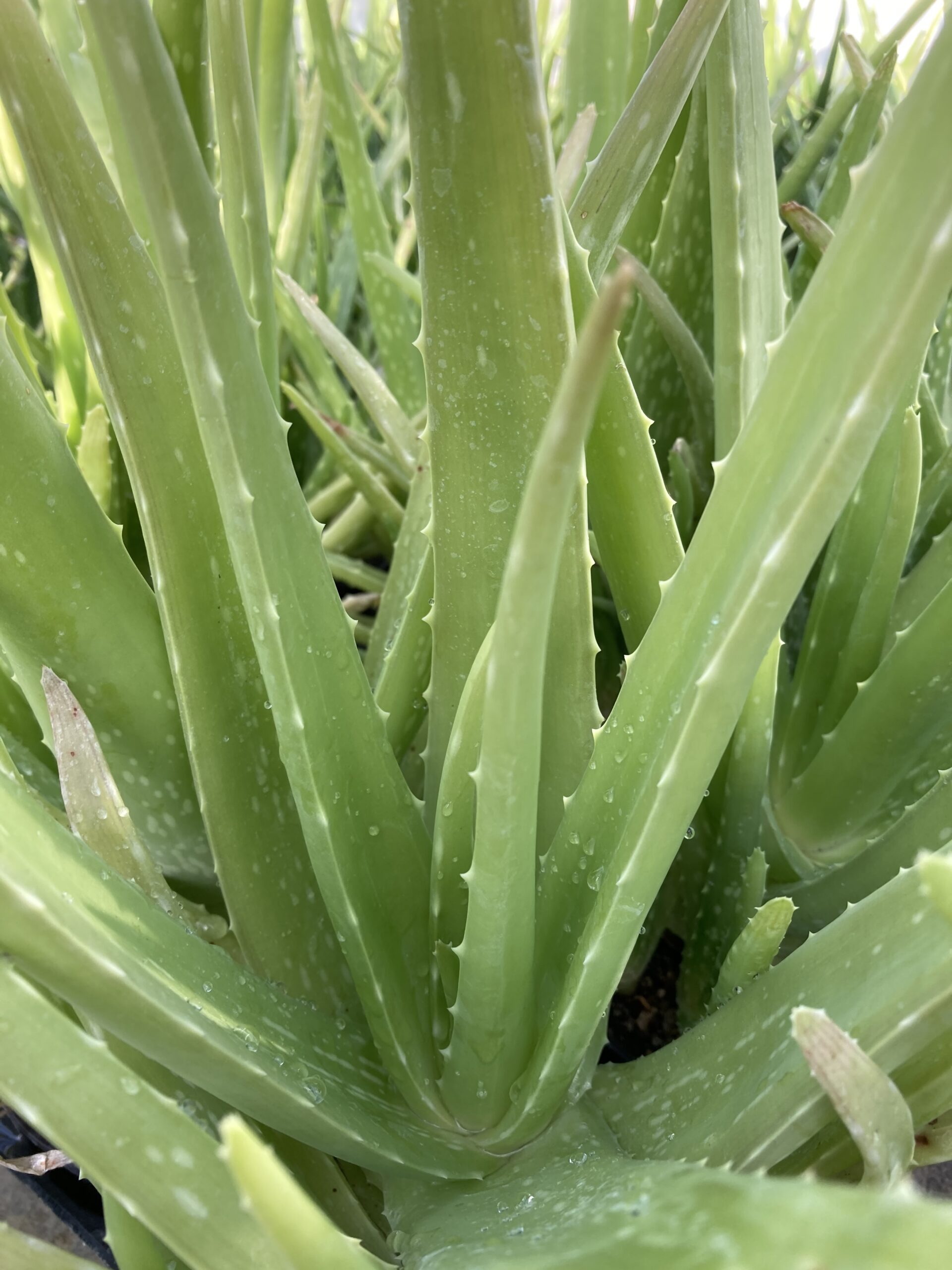 Resoneer Smerig nadering Plante Aloe Vera Bio - Les Jardins d'Ollivier