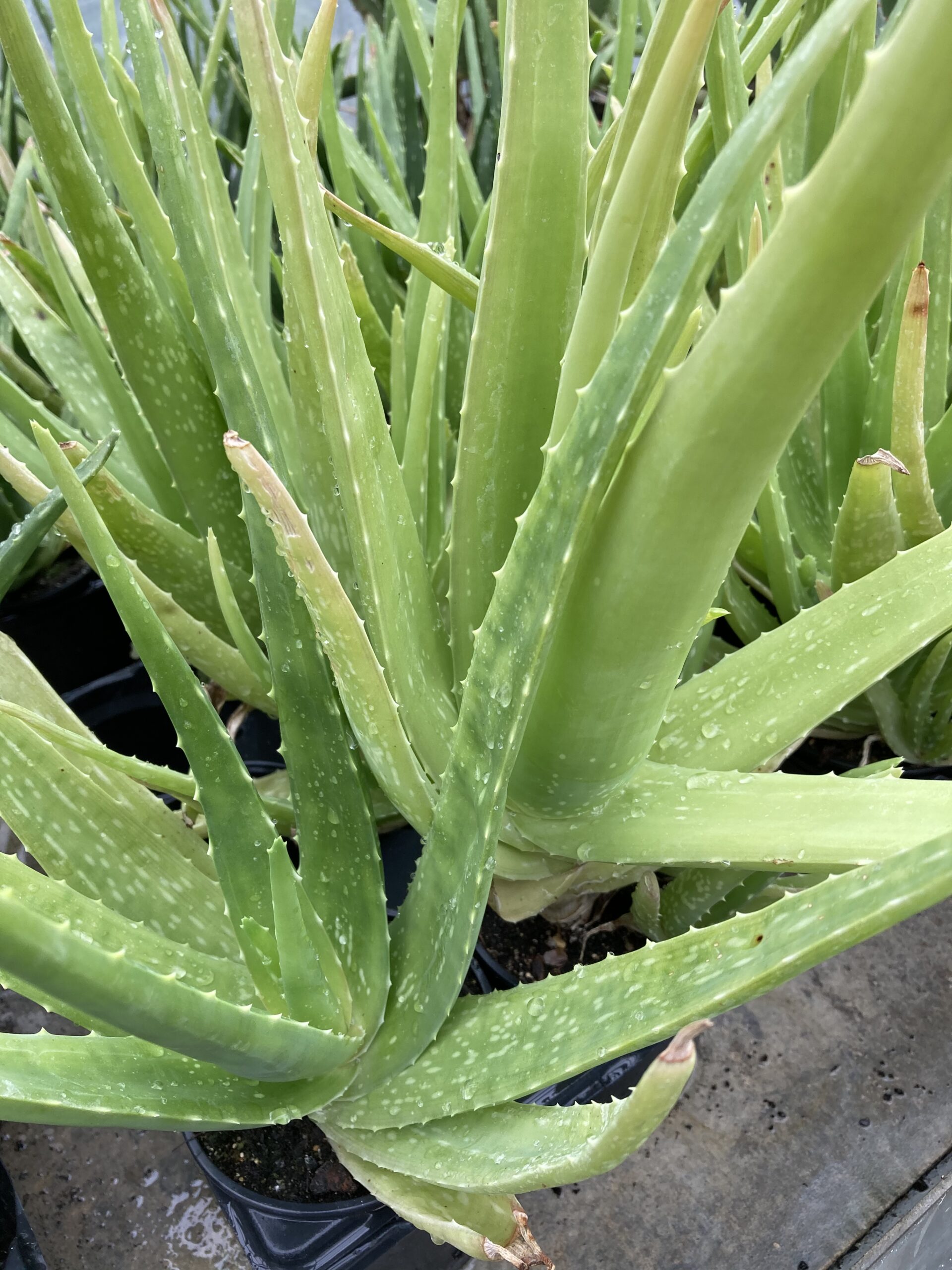 Plante Aloe Vera Bio - Les Jardins d'Ollivier