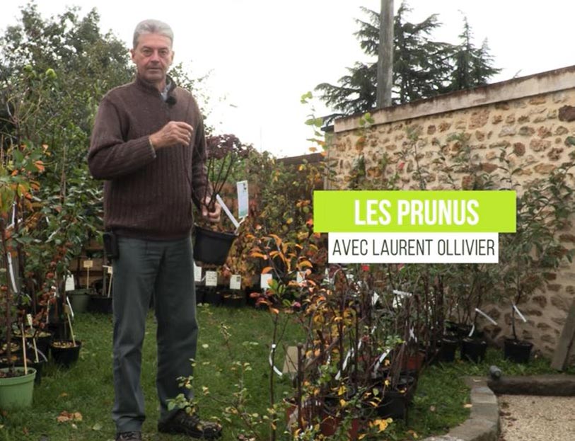 Au Jardin Bio : les prunus bio