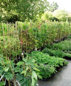 au-jardin-bio.com, pépinière en Ile de France : image de la pépinière