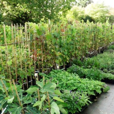 au-jardin-bio.com, pépinière en Ile de France : image de la pépinière