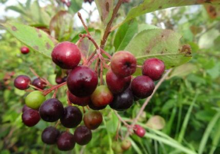 au-jardin-bio.com, pépinière en Ile de France