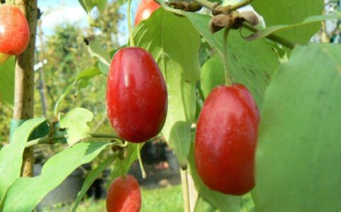 au-jardin-bio.com, pépinière en Ile de France