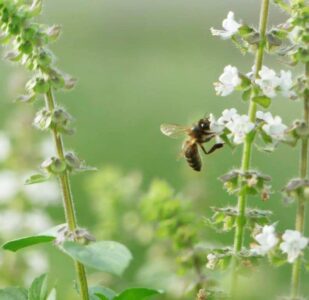 au-jardin-bio.com, pépinière en Ile de France : image d'une guêpe