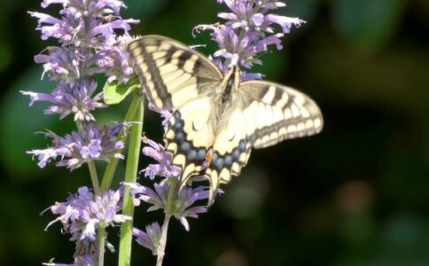 au-jardin-bio.com, pépinière en Ile de France : image d'un papillon