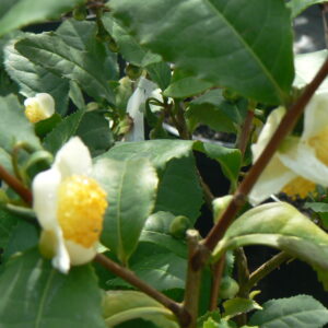 Camelia sinensis bio