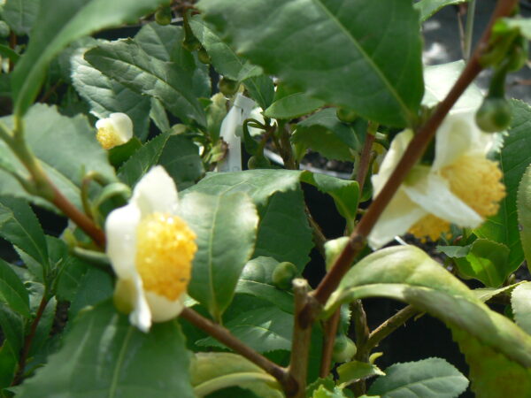 Camelia sinensis bio