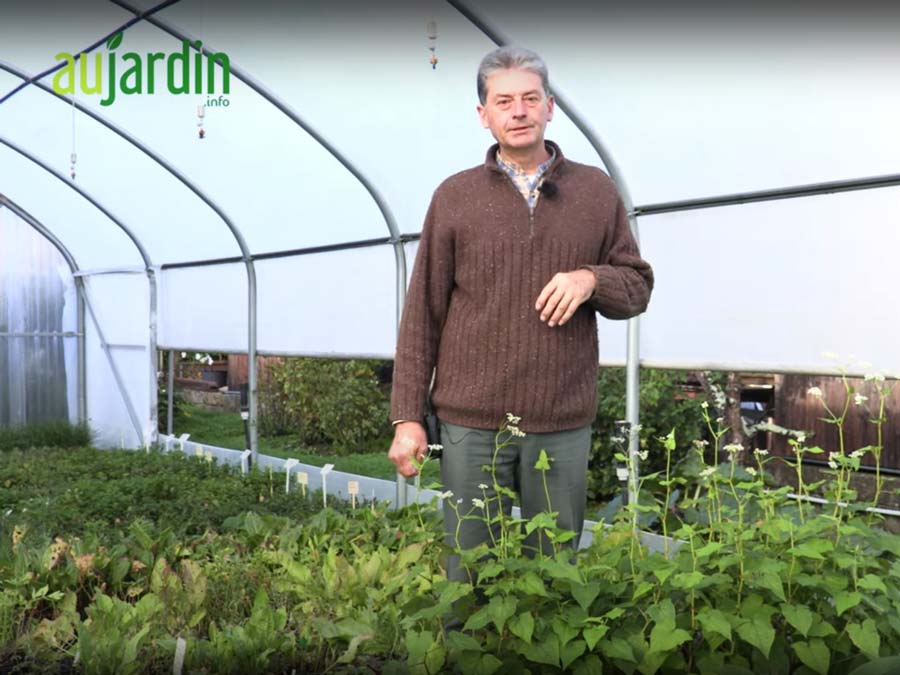 L'épinard arbustif, un légume perpétuel aux touffes comestibles bio